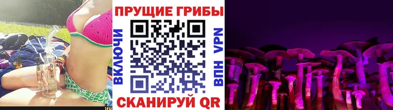 Купить где  Александров  Галлюциногенные грибы Cubensis 